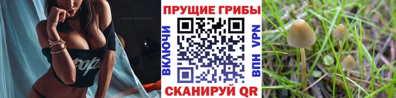 Галлюциногенные грибы Cubensis  Краснообск 